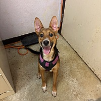 adopt a pet