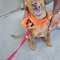 adopt a pet
