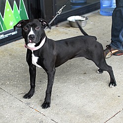 Thumbnail photo of Lucy-Adopted! #1