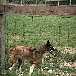 Thumbnail photo of Dingo #2