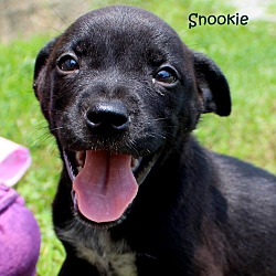 Thumbnail photo of Snookie~adopted! #1