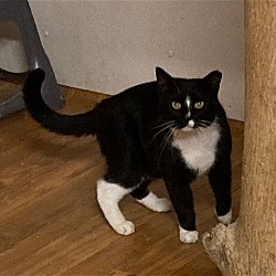 Photo of Luigi - Barn Cat
