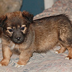Thumbnail photo of Jubilee~adopted! #2