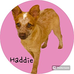 Photo of HADDIE