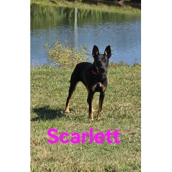 Thumbnail photo of Scarlett #1