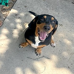 bonded pet photo