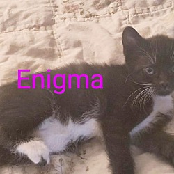 Thumbnail photo of Enigma Munster #2