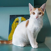 adopt a pet
