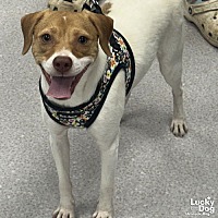 adopt a pet