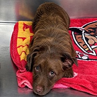 A-UN - Rat Terrier available for adoption