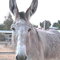 Photo of EYORE the Donkey