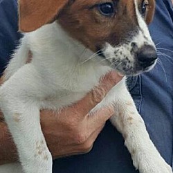 Thumbnail photo of Dixie Rose (adoption pending) #2