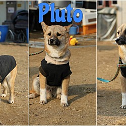 Thumbnail photo of Pluto #3