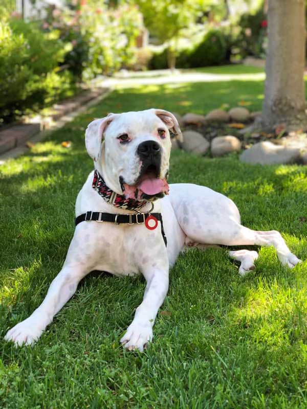 Adopt Tank a White Boxer / Mixed dog in Davis, CA