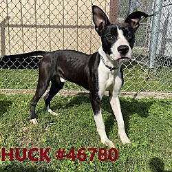 Photo of Huck 46780