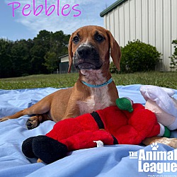 Thumbnail photo of Pebbles #2