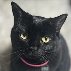 Photo of Shadow - SEE ME @ PETCO!