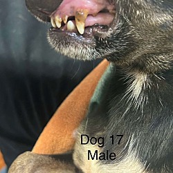 Thumbnail photo of Dog 17 #2