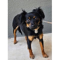 adopt-pet