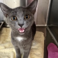 adopt a pet