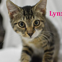 Thumbnail photo of Lynx #3
