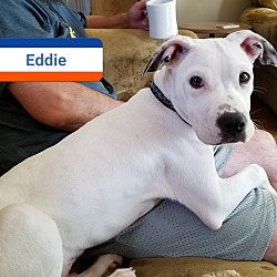 Thumbnail photo of Eddie #1