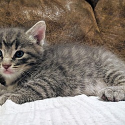 Photo of Gray Stripe Kitten