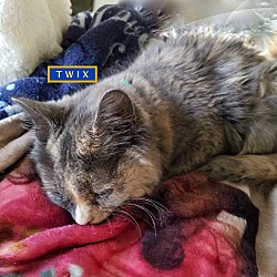 Thumbnail photo of Twix-adopted with Rags-4-23-20 #2
