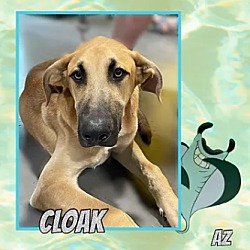 Photo of Cloak