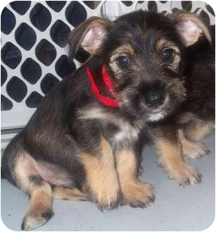 mini schnauzer rat terrier mix