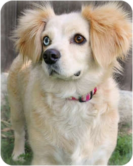 Los Angeles Ca Cocker Spaniel Meet Wednesday A Pet For Adoption