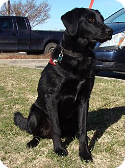 great pyrenees black lab mix full grown
