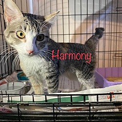 Thumbnail photo of Harmony #2