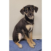 adopt-pet