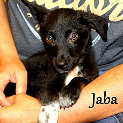 Thumbnail photo of Jaba ~ meet me! #2
