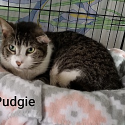 Thumbnail photo of Pudgie #3