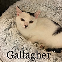 Photo of Gallagher