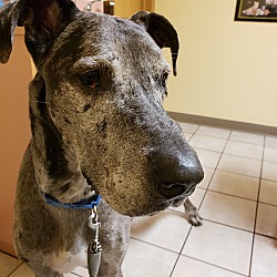 Photo of Diesel