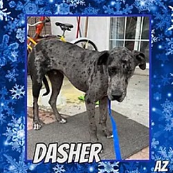 Photo of Dasher