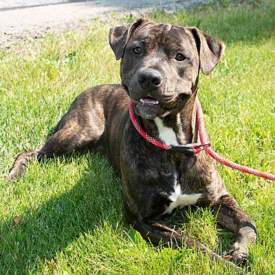 Troy, OH - American Pit Bull Terrier/Boxer. Meet Chuck a Pet for ...