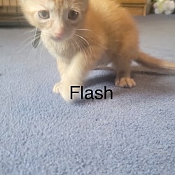 Photo of Flash