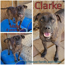 Thumbnail photo of Clarke #1