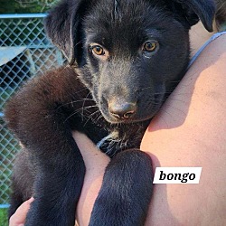 Photo of Bongo