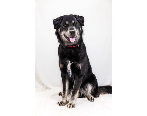 Wantagh, NY - Newfoundland/Shepherd (Unknown Type). Meet Blaze a Pet ...