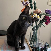 adopt a pet