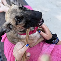 adopt a pet