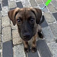 adopt a pet