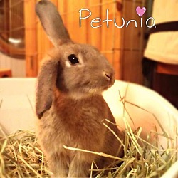 Thumbnail photo of Petunia #1