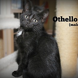 Thumbnail photo of Othello #2