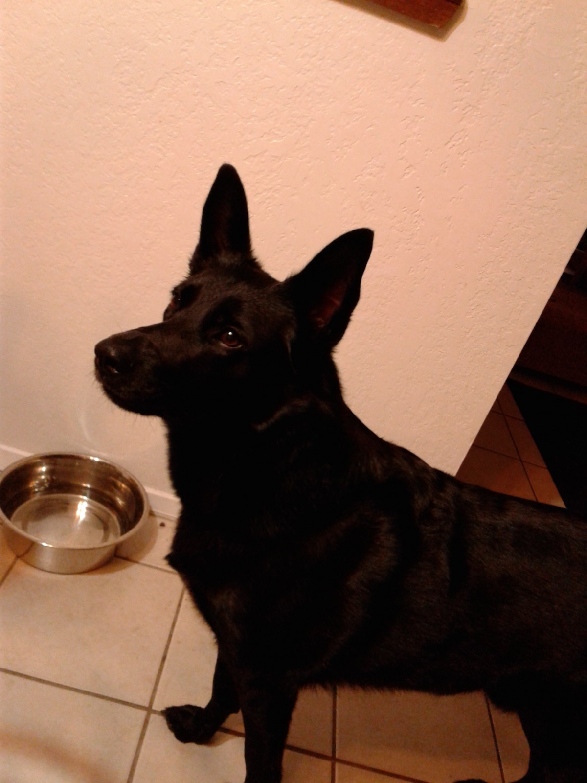 Adopt Little Bit A Black German Shepherd Dog Belgian Malinois